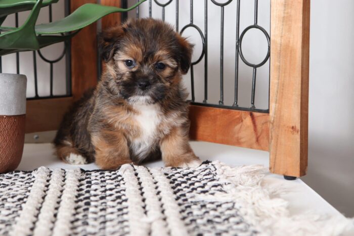 Galaxy - Handsome Male Shorkie Puppy - Image 4