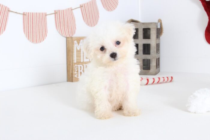 Zara- Loving female Poo-Chon Puppy - Image 3