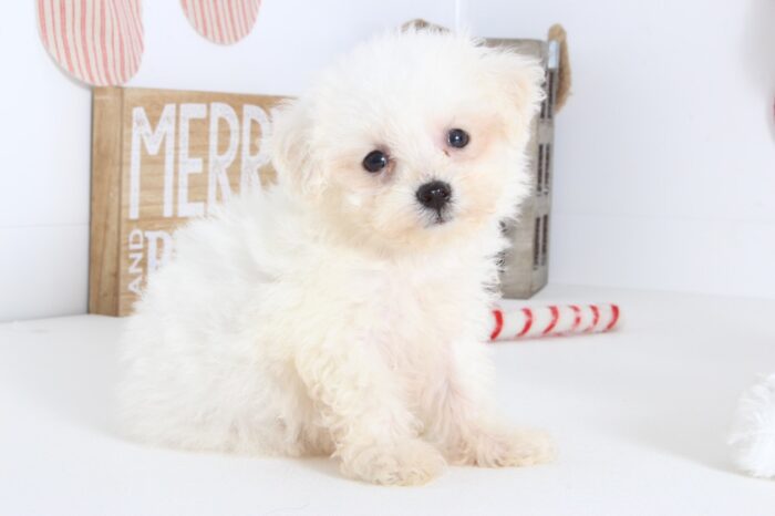 Zara- Loving female Poo-Chon Puppy - Image 2