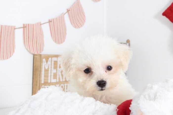 Zara- Loving female Poo-Chon Puppy - Image 4