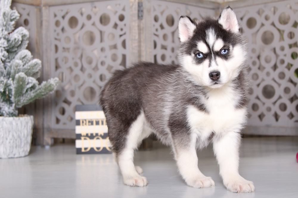 pets 2 cuddly husky