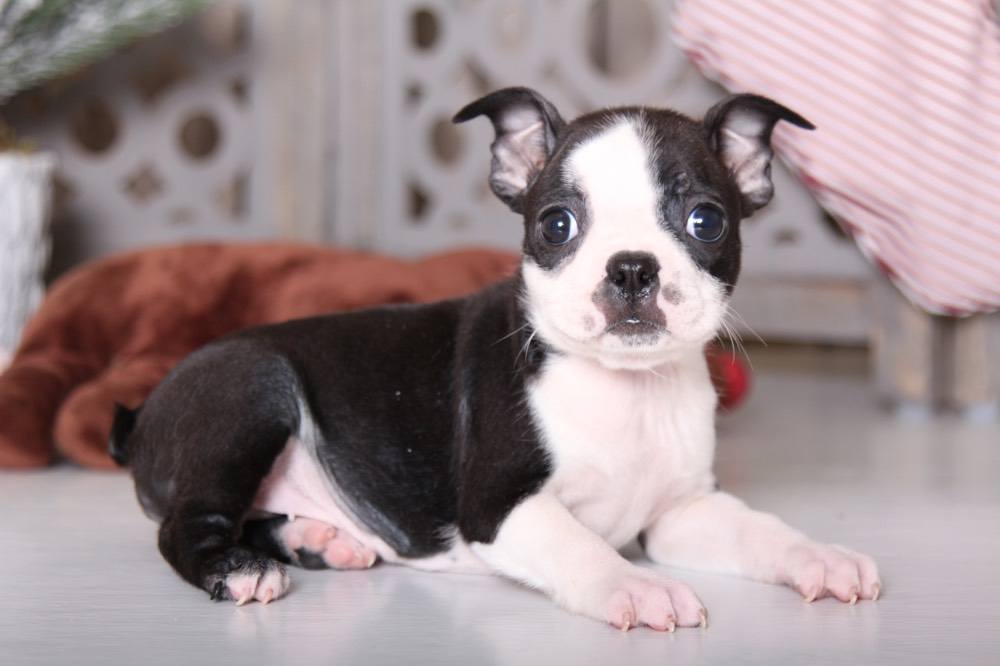 Sensational Boston Terrier Puppies Online