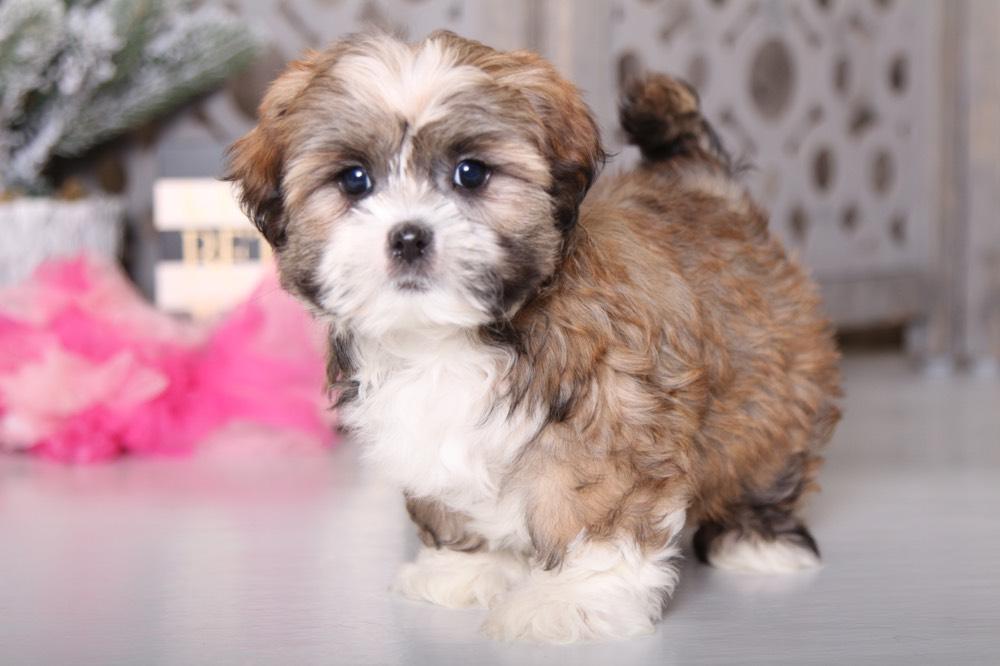 Georgia Friendly Lhasa Apso Puppies Online