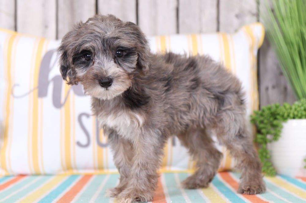 merle yorkie poo