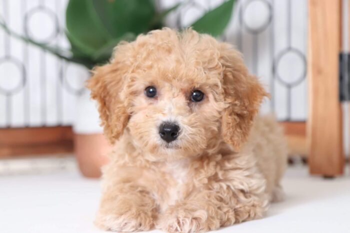 Ginger - Beautiful Red Female Poochon Puppy