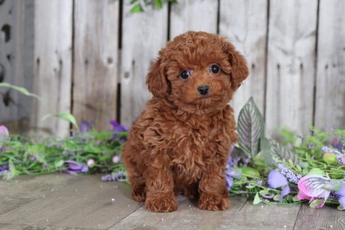 Ginger - Cuddly Female TOY Poodle - Image 4