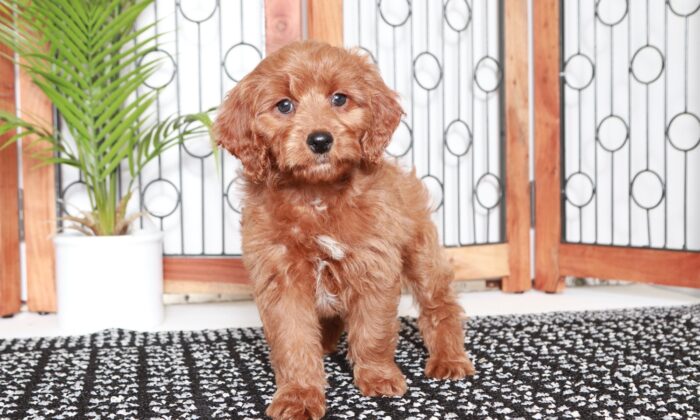 ginger1-7.jpg