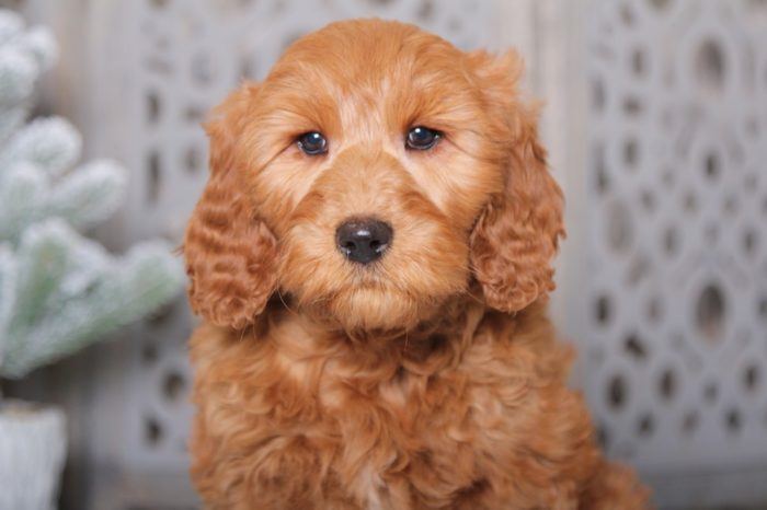 Ginger - Perfect F1B Golden Doodle - Image 4