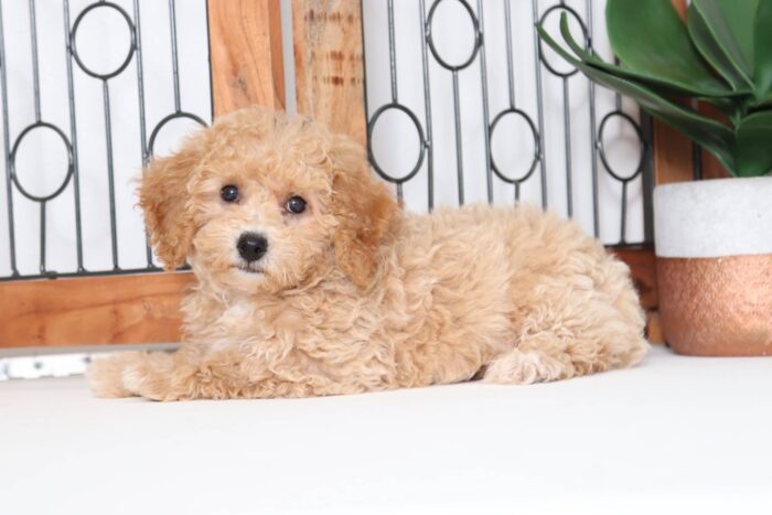 Ginger - Beautiful Red Female Poochon Puppy - Image 2