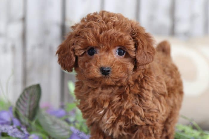 Ginger - Cuddly Female TOY Poodle