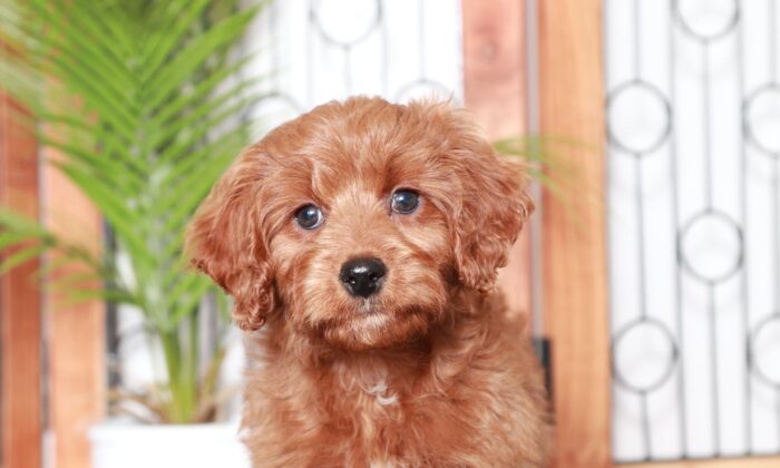 ginger2-7.jpg