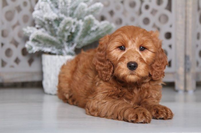 Ginger - Perfect F1B Golden Doodle - Image 2