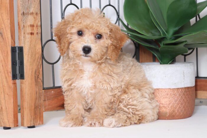 Ginger - Beautiful Red Female Poochon Puppy - Image 3