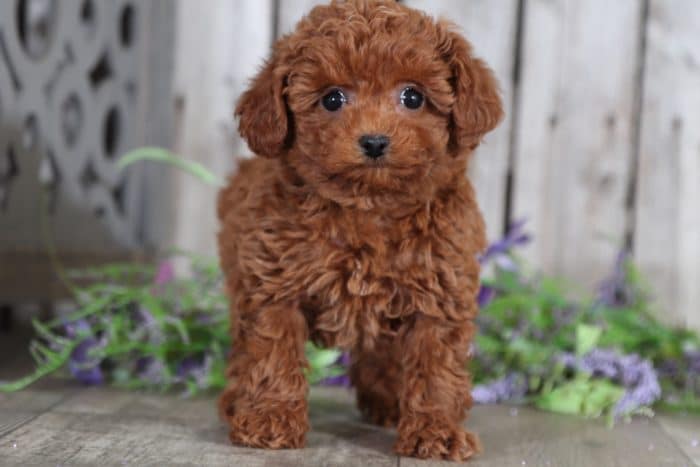 Ginger - Cuddly Female TOY Poodle - Image 2