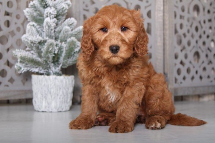 Ginger - Perfect F1B Golden Doodle - Image 3