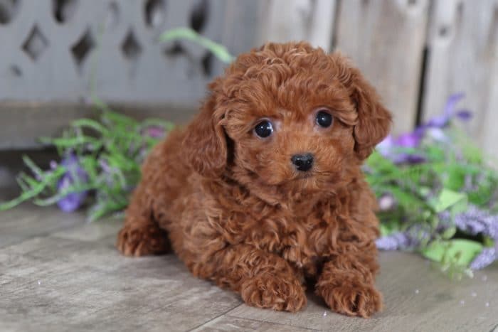 Ginger - Cuddly Female TOY Poodle - Image 3