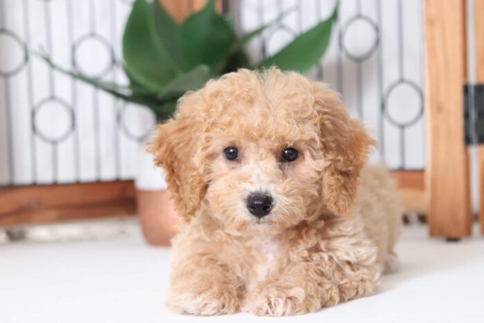 Ginger - Beautiful Red Female Poochon Puppy - Image 4