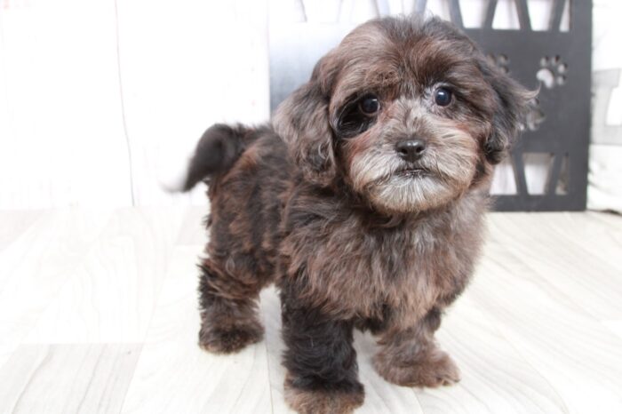 Girl - Beautiful Grey Merle Female Shih-Poo Puppy - Image 2