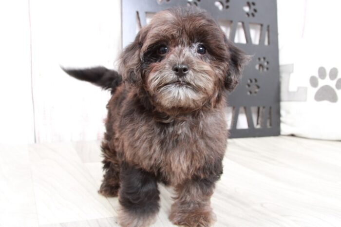 Girl - Beautiful Grey Merle Female Shih-Poo Puppy - Image 5