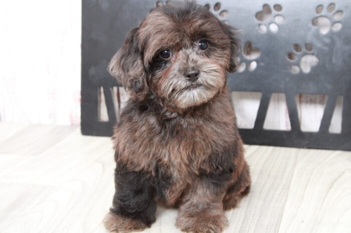 Girl - Beautiful Grey Merle Female Shih-Poo Puppy - Image 4