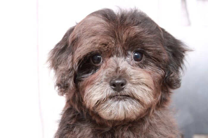 Girl - Beautiful Grey Merle Female Shih-Poo Puppy - Image 3