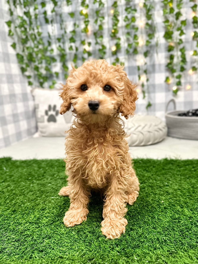 Gizmo- Bright Male Mini Poodle Puppy for Sale in Georgia