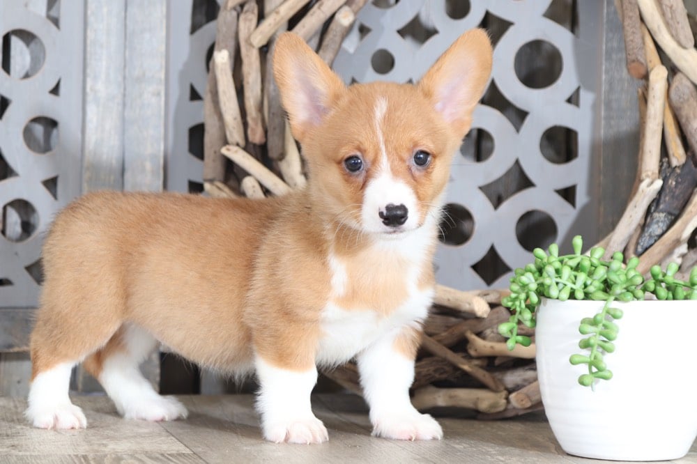 beautiful corgi