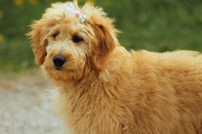 Goldendoodle with bow