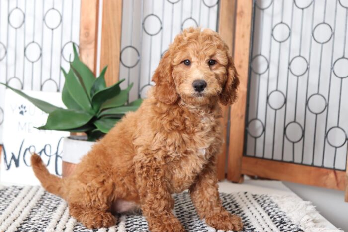 Goldie- Fun Female F1B Mini Goldendoodle Puppy