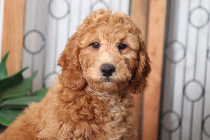 Goldie- Fun Female F1B Mini Goldendoodle Puppy - Image 2