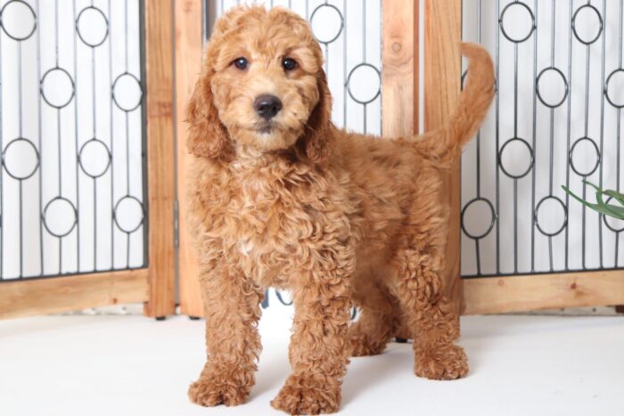 Goldie- Fun Female F1B Mini Goldendoodle Puppy - Image 3