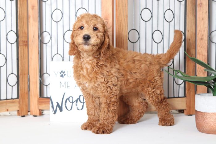 Goldie- Fun Female F1B Mini Goldendoodle Puppy - Image 4
