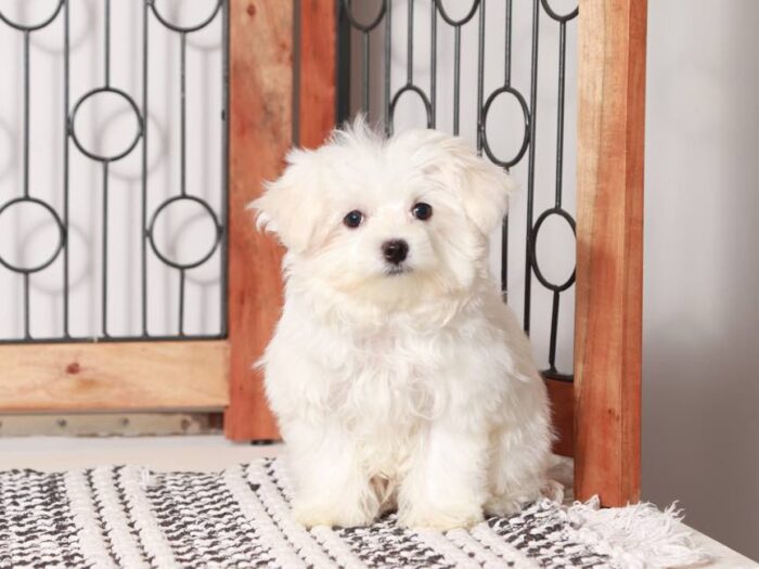 Gordon - Cute Maltese ACA Puppy For Sale in Florida
