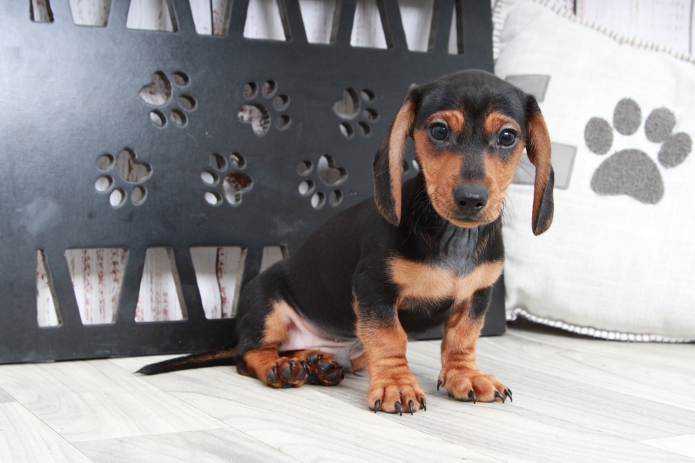 Grady - Dapper Male Dachshund Puppy - Image 2