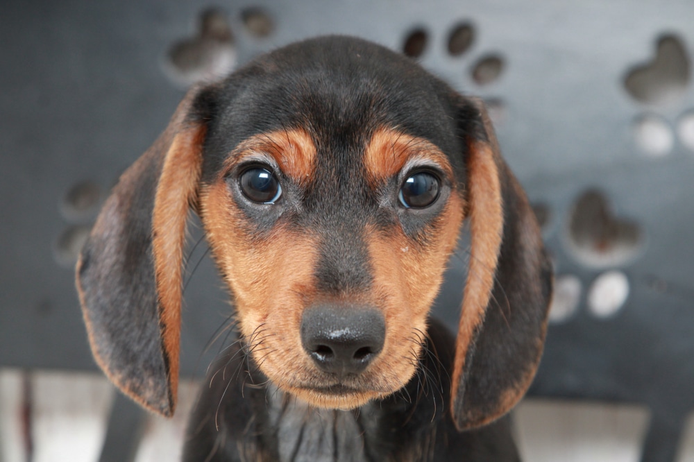Grady - Dapper Male Dachshund Puppy - Image 3