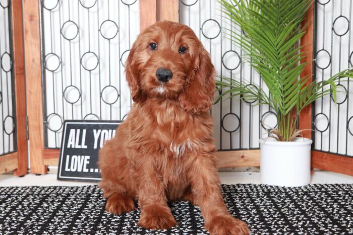 Gina- Gorgeous Red Female Irish-Doodle Puppy