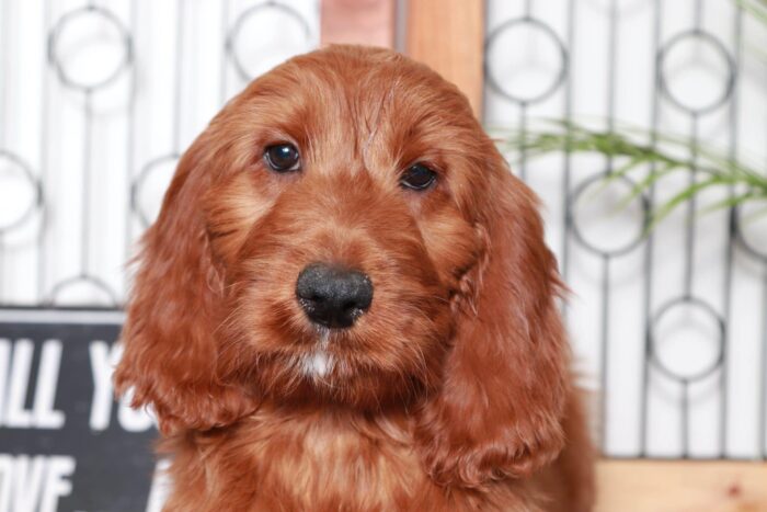Gina- Gorgeous Red Female Irish-Doodle Puppy - Image 2