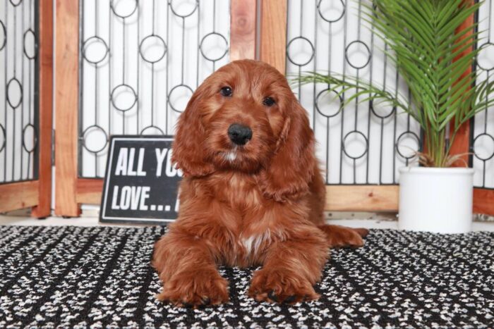 Gina- Gorgeous Red Female Irish-Doodle Puppy - Image 3