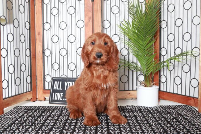 Gina- Gorgeous Red Female Irish-Doodle Puppy - Image 4