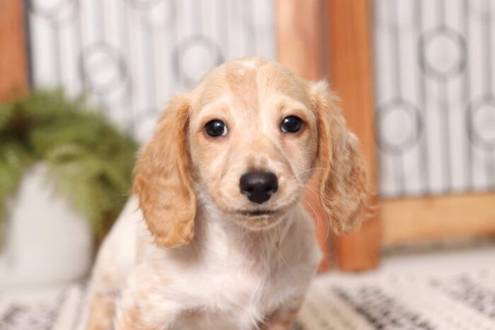 Grayson - Amazing Piebald Male Long Hair Dachshund Puppy - Image 2