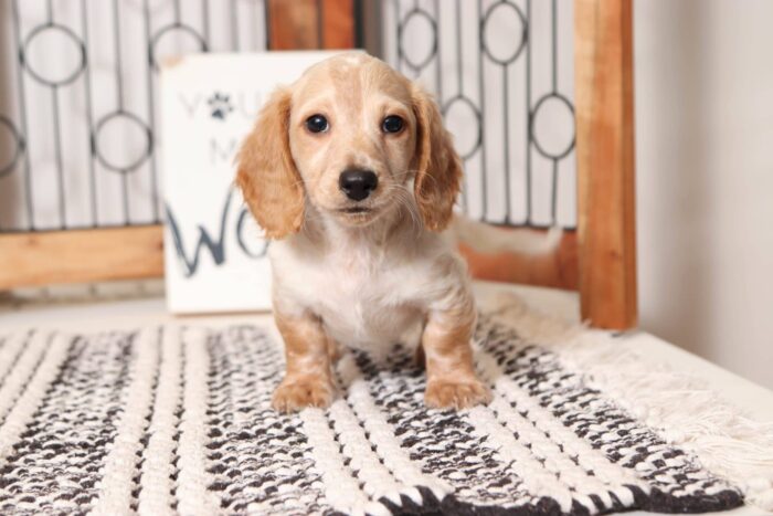 Grayson - Amazing Piebald Male Long Hair Dachshund Puppy - Image 3