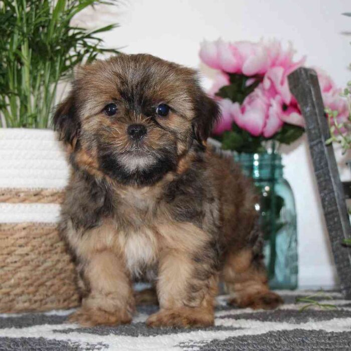 Greg- Perfect Male Shorkie Puppy