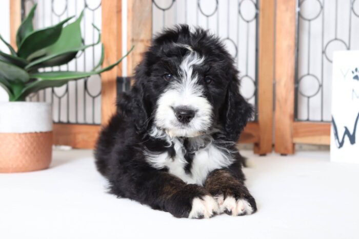 Greg - Adorable Tri-Colored Male CKC Bernedoodle