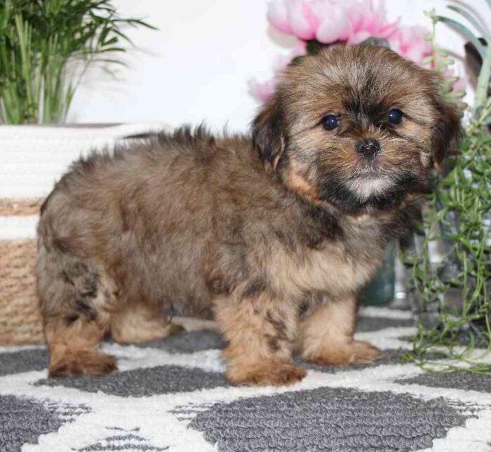 Greg- Perfect Male Shorkie Puppy - Image 2