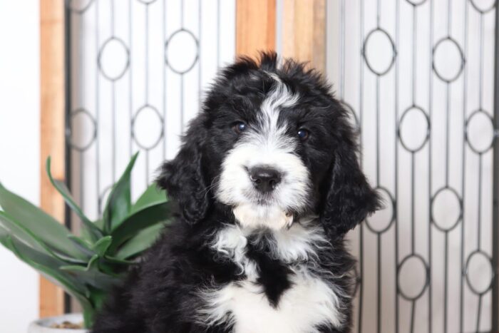 Greg - Adorable Tri-Colored Male CKC Bernedoodle - Image 2