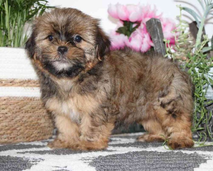 Greg- Perfect Male Shorkie Puppy - Image 3