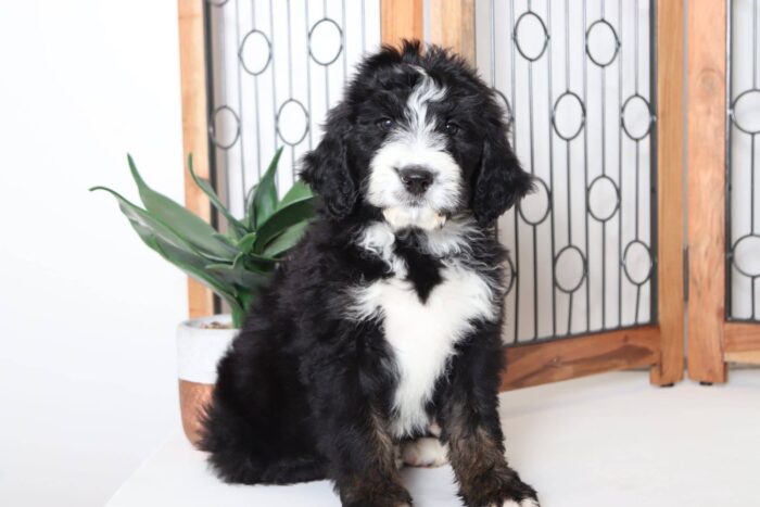 Greg - Adorable Tri-Colored Male CKC Bernedoodle - Image 3
