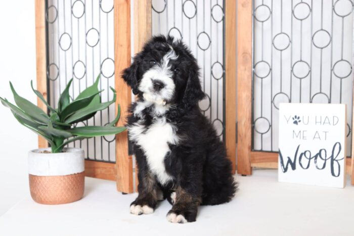 Greg - Adorable Tri-Colored Male CKC Bernedoodle - Image 4