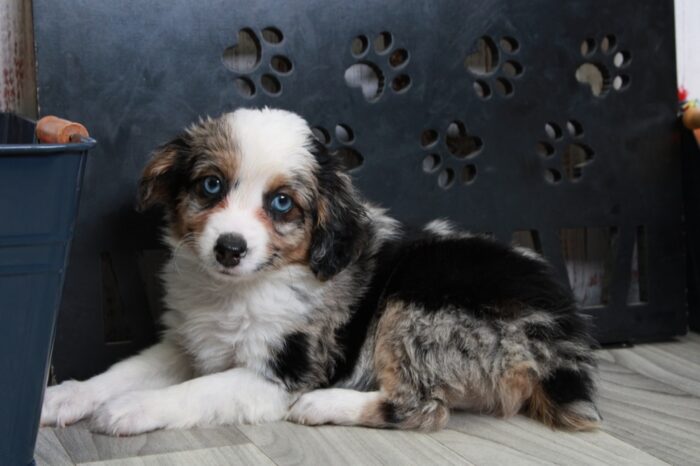 Greta - Captivating Female Blue Merle Mini AussiePoo Puppy