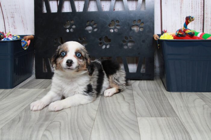 Greta - Captivating Female Blue Merle Mini AussiePoo Puppy - Image 2